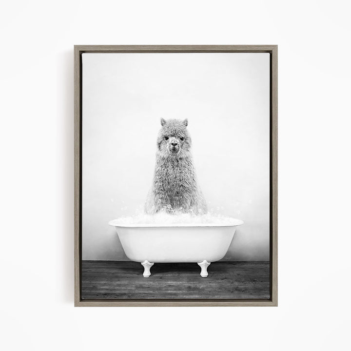A fluffy gray llama sitting in a white bathtub filled with bubbles, looking directly at the camera.