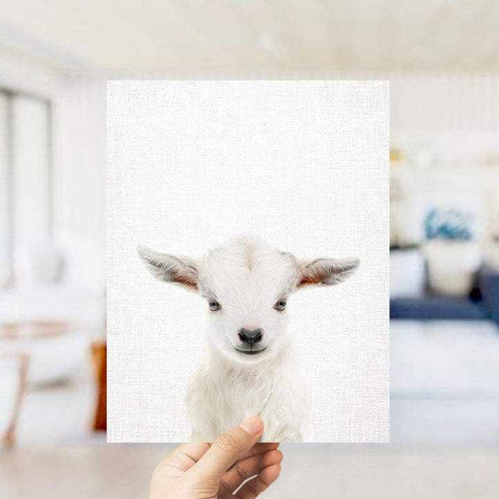 A hand is holding up a white goat with its head turned towards the camera, creating a close-up portrait of the animal.