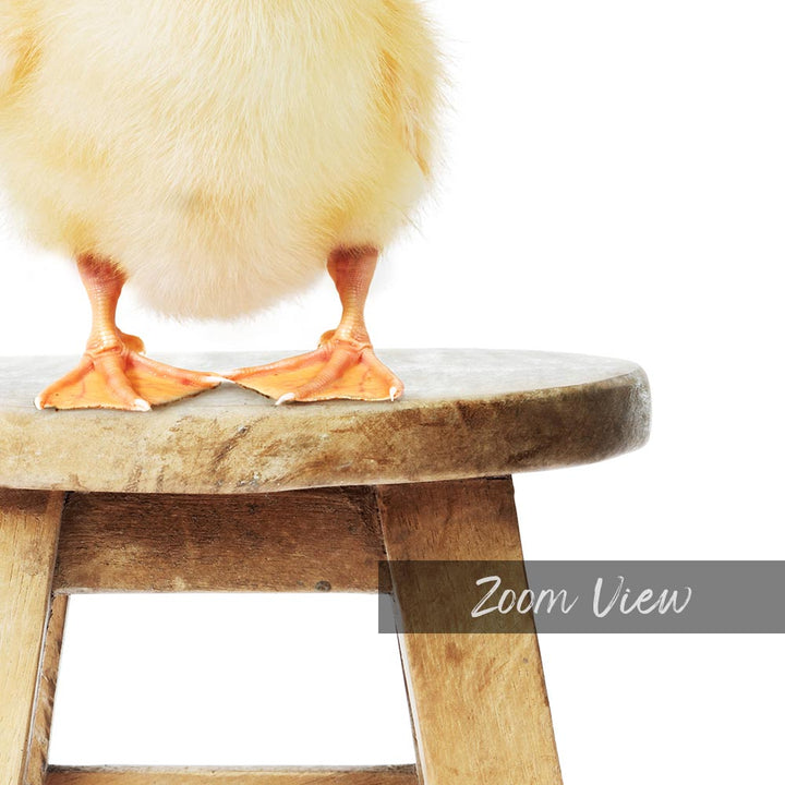 a small chicken sitting on top of a wooden stool