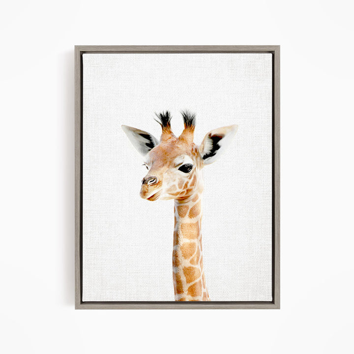 A giraffe with a brown and white spotted coat and black horns is depicted in profile against a white background.