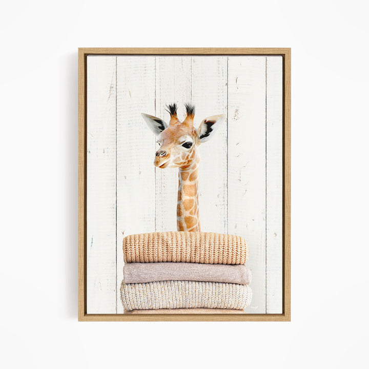 A giraffe is sitting atop a stack of folded blankets, creating a whimsical and playful scene.
