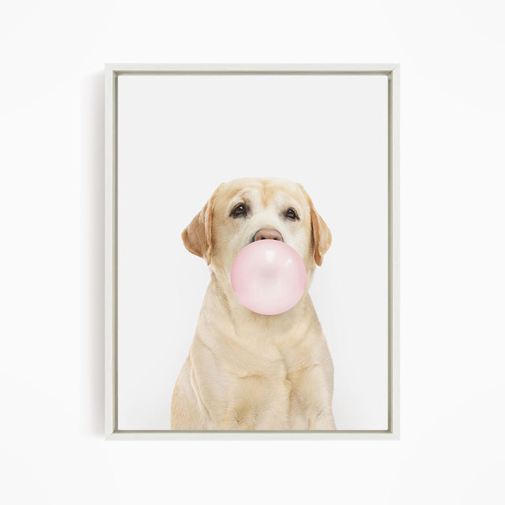 A yellow Labrador retriever is sitting on a white background, blowing a pink bubble with its mouth.