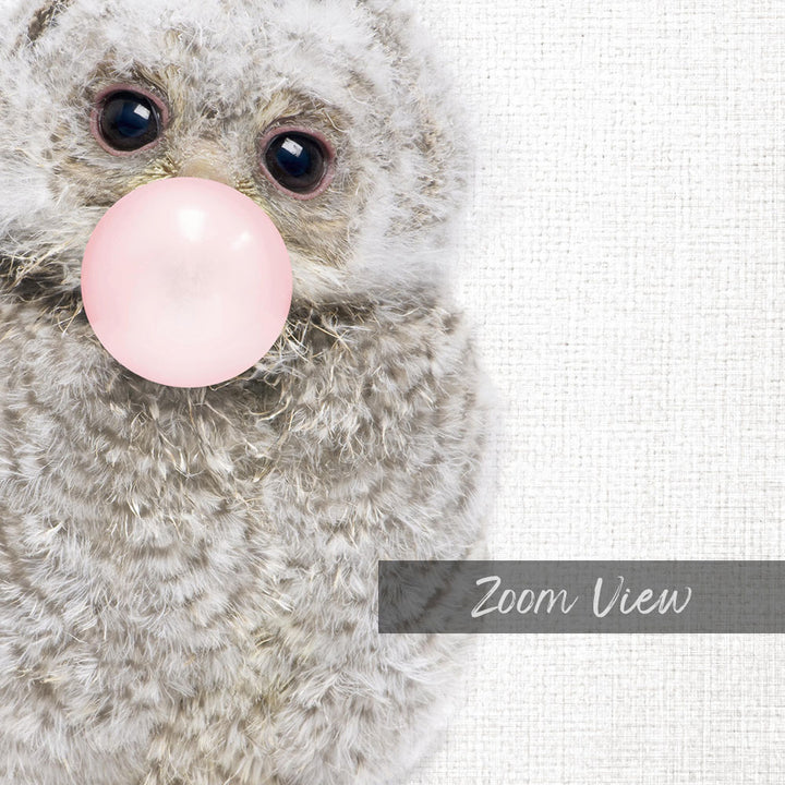 A close-up of a fluffy gray owl blowing a pink bubble with its beak, set against a white background.