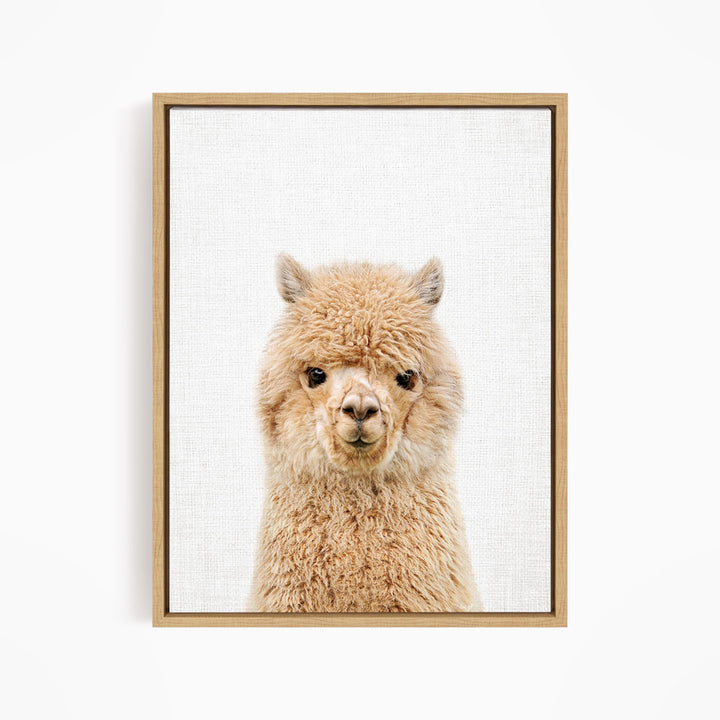 A close-up portrait of a fluffy alpaca with its head turned to the camera.
