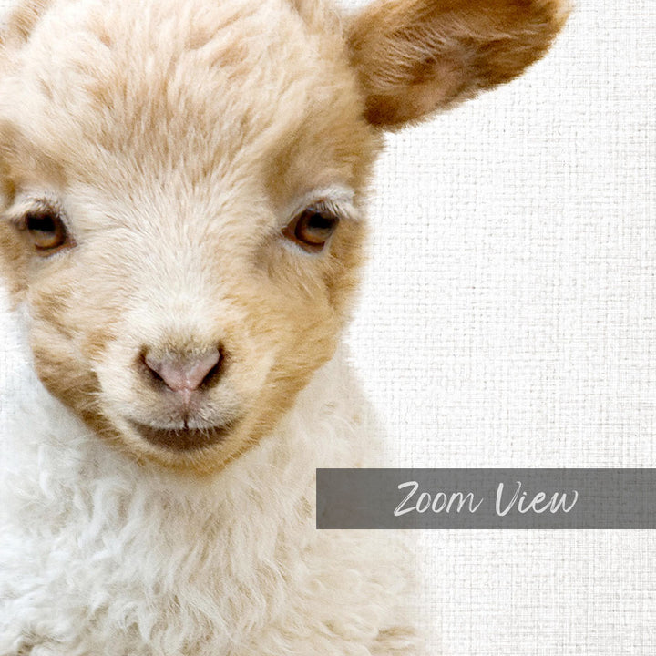 A close-up portrait of a young lamb with a soft, fluffy coat and large, expressive eyes.