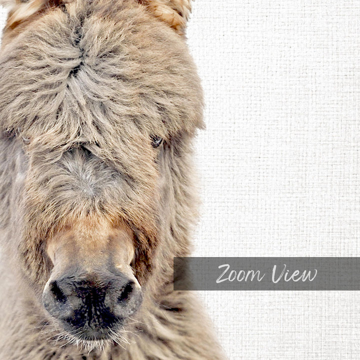 A close-up of a furry donkey's face, with its eyes and nose visible, against a plain white background.