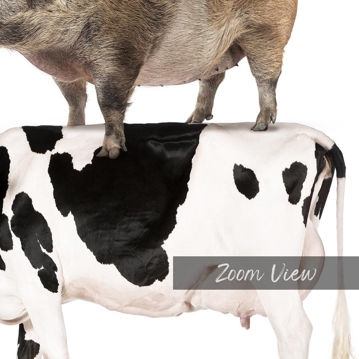 a pig standing on top of a black and white cow