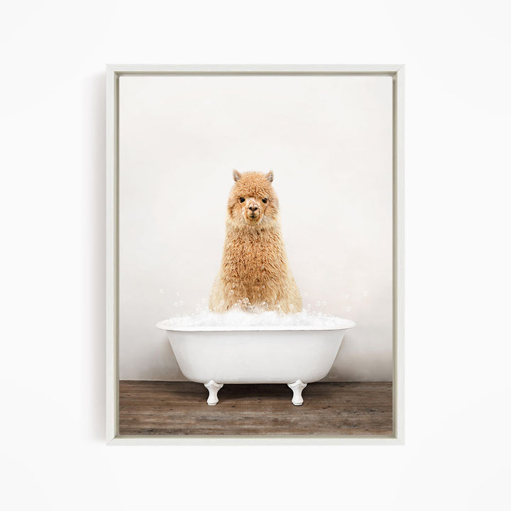 A fluffy alpaca sitting in a white bathtub filled with bubbles, looking directly at the camera.