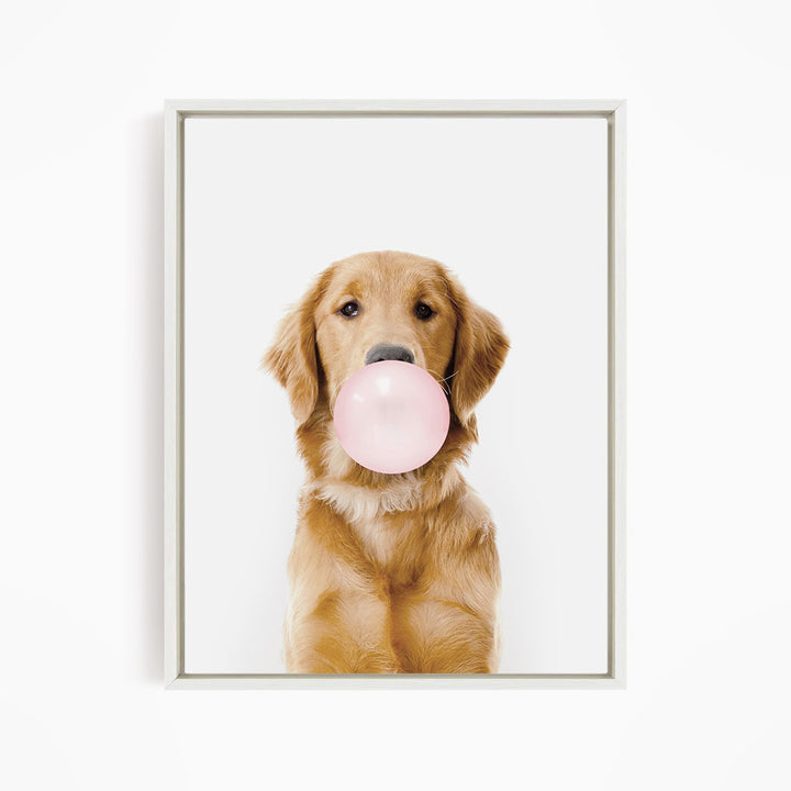 A golden retriever dog is holding a pink bubble gum bubble in its mouth, looking directly at the camera.