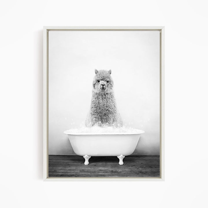 A fluffy alpaca sitting in a white bathtub filled with bubbles, looking directly at the camera.