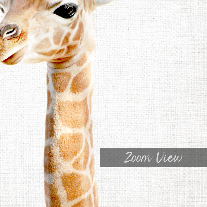 A close-up of a giraffe's head and neck against a plain white background.