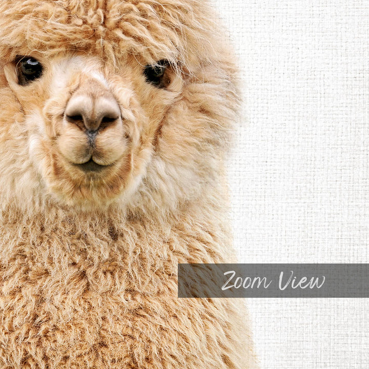 A close-up of a fluffy, light brown alpaca's face, with its eyes and nose clearly visible.