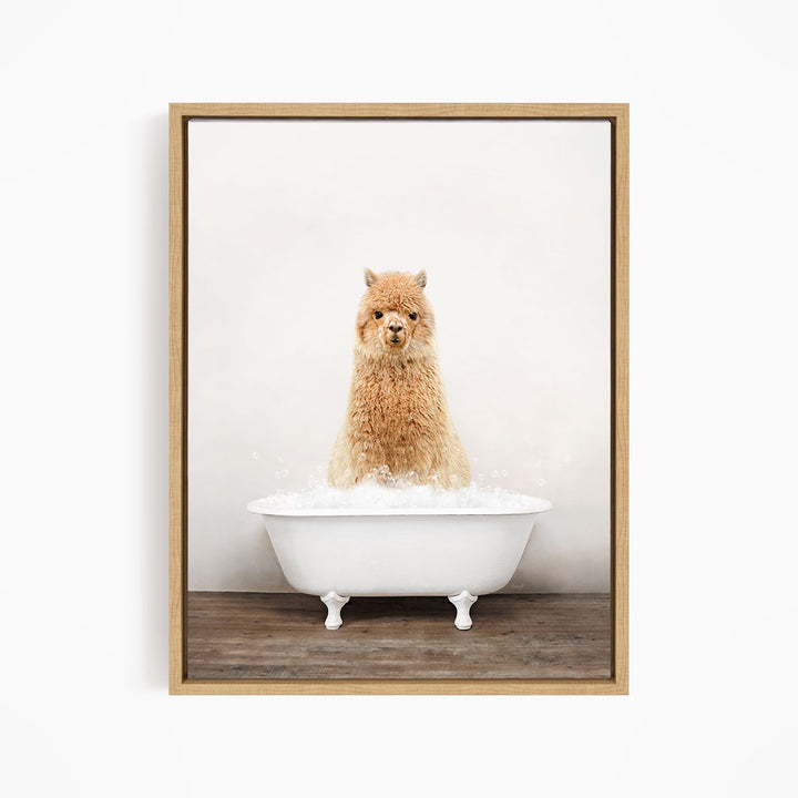 A fluffy alpaca sitting in a white bathtub filled with bubbles, looking directly at the camera.