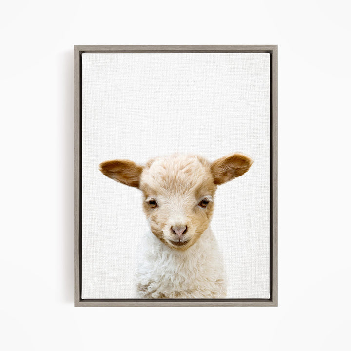 A framed image of a young lamb with a friendly expression, looking directly at the camera.