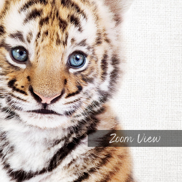 A close-up portrait of a young tiger cub with striking blue eyes and a soft, fluffy fur pattern.
