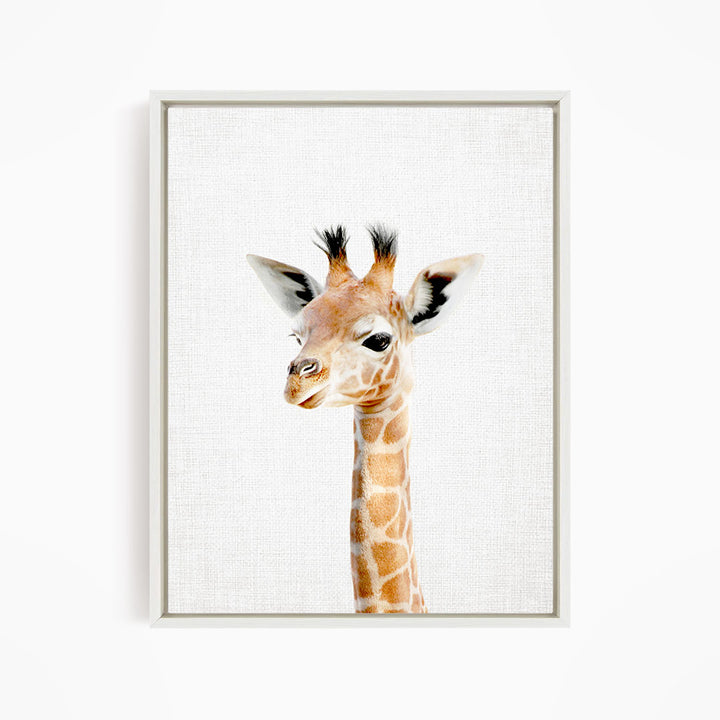 A giraffe with a brown and white spotted coat and black horns is depicted in profile against a white background.