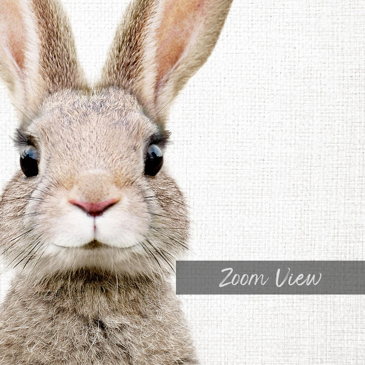 A close-up portrait of a rabbit with large eyes and a pink nose, set against a plain white background.