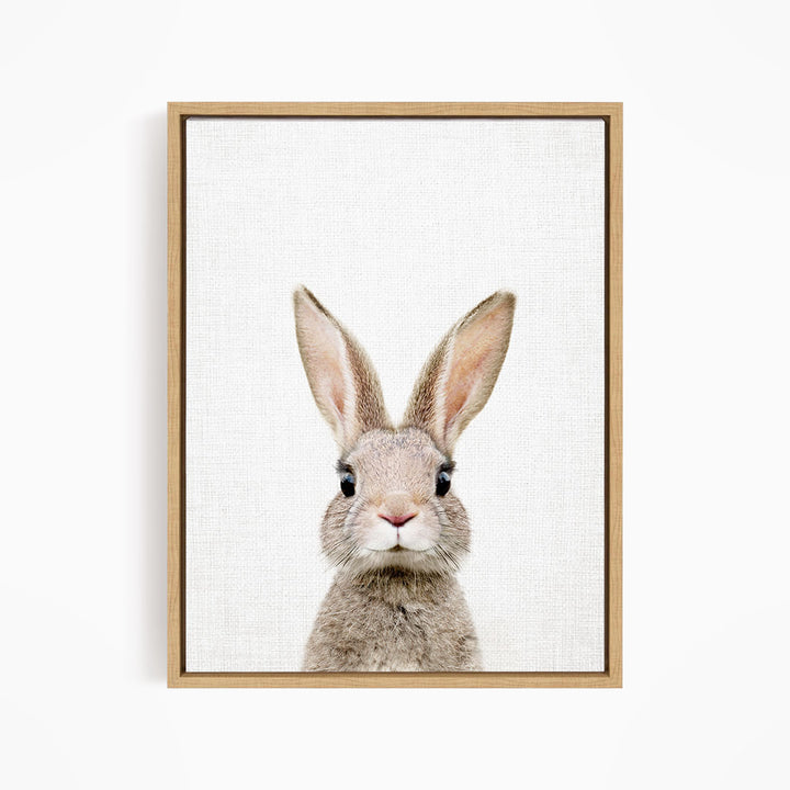 A close-up portrait of a rabbit with large ears and a small nose, looking directly at the camera.