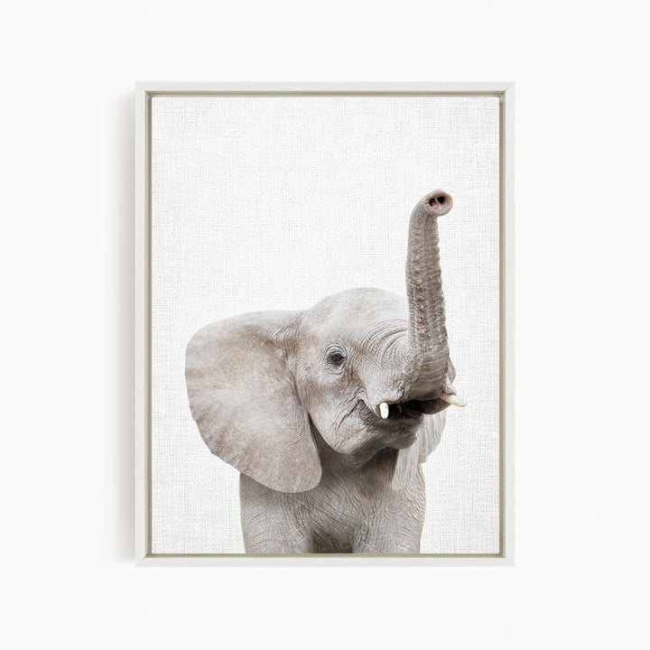 A gray elephant with its trunk raised, looking directly at the camera.