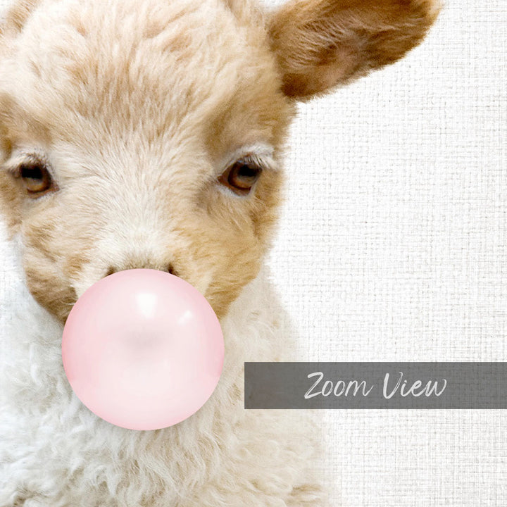 A close-up of a fluffy lamb blowing a pink bubblegum bubble.