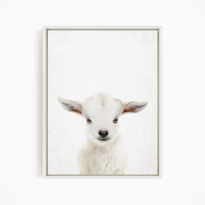 A white goat with large ears and a black nose is the main subject of the image.