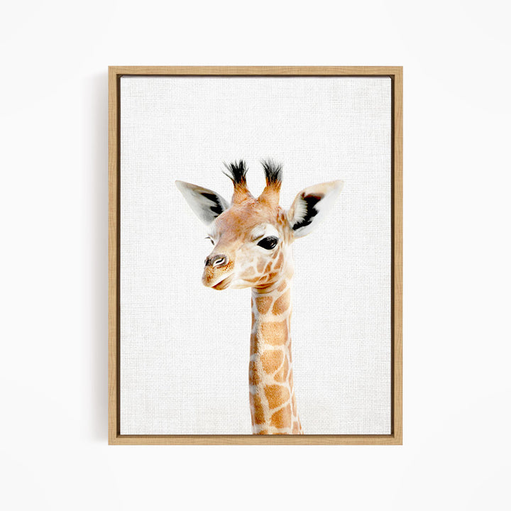 A framed photograph of a giraffe's head, with its distinctive brown and white spotted coat and small horns, is displayed on a white wall.