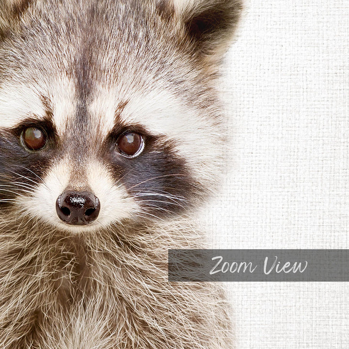 A close-up portrait of a raccoon with its distinctive facial features, including its large eyes and a small nose, against a plain white background.