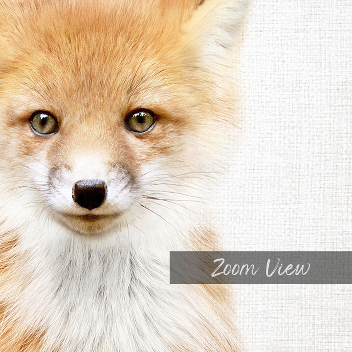 A close-up portrait of a fox with its distinctive orange fur and piercing eyes, set against a plain white background.