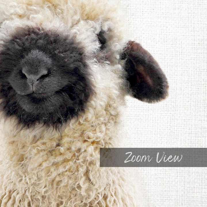 A close-up of a fluffy, white sheep's face with a black nose and ear, set against a plain white background.