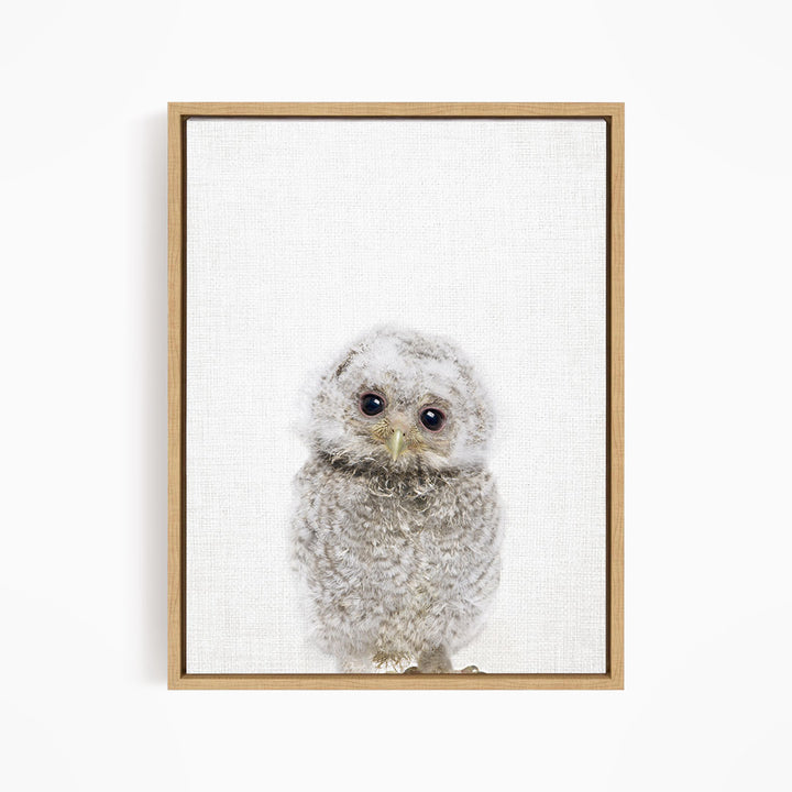 A framed photograph of a baby owl with large eyes and a fluffy, gray body.