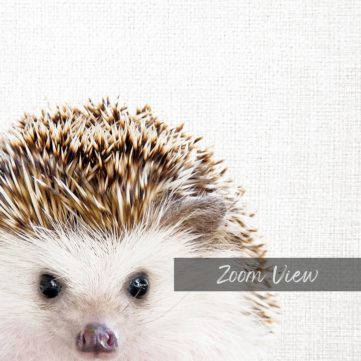 A close-up of a hedgehog's face, with its eyes and nose visible, against a plain white background.