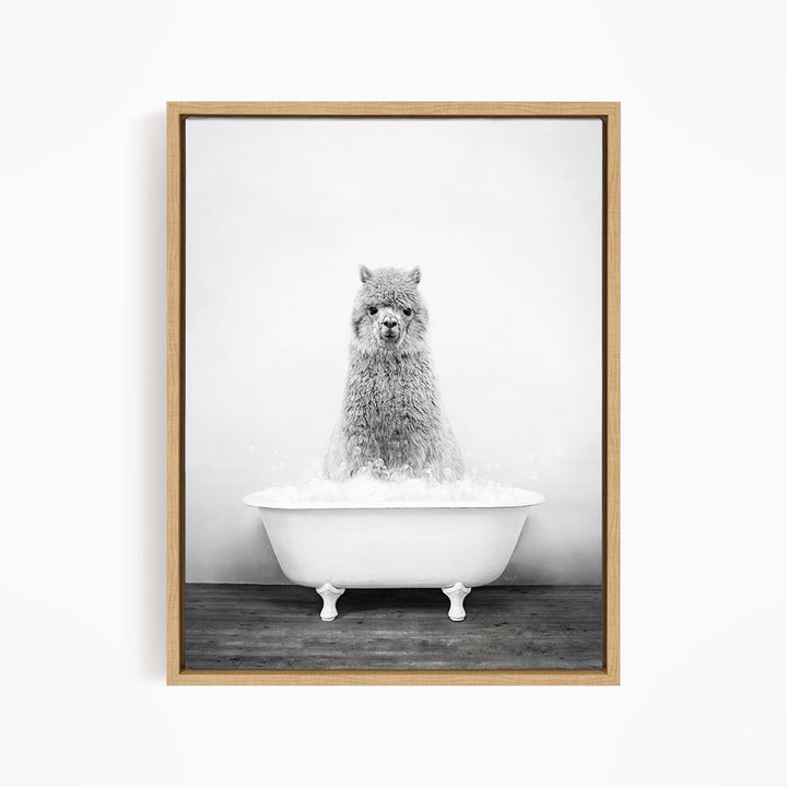 A fluffy gray llama sitting in a white bathtub filled with bubbles, looking directly at the camera.