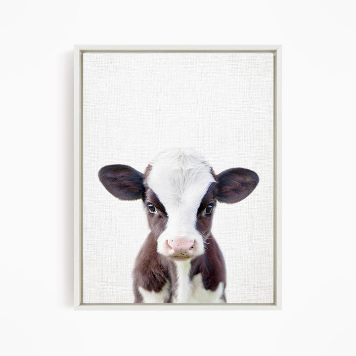 A close-up portrait of a black and white cow with a pink nose, looking directly at the camera.