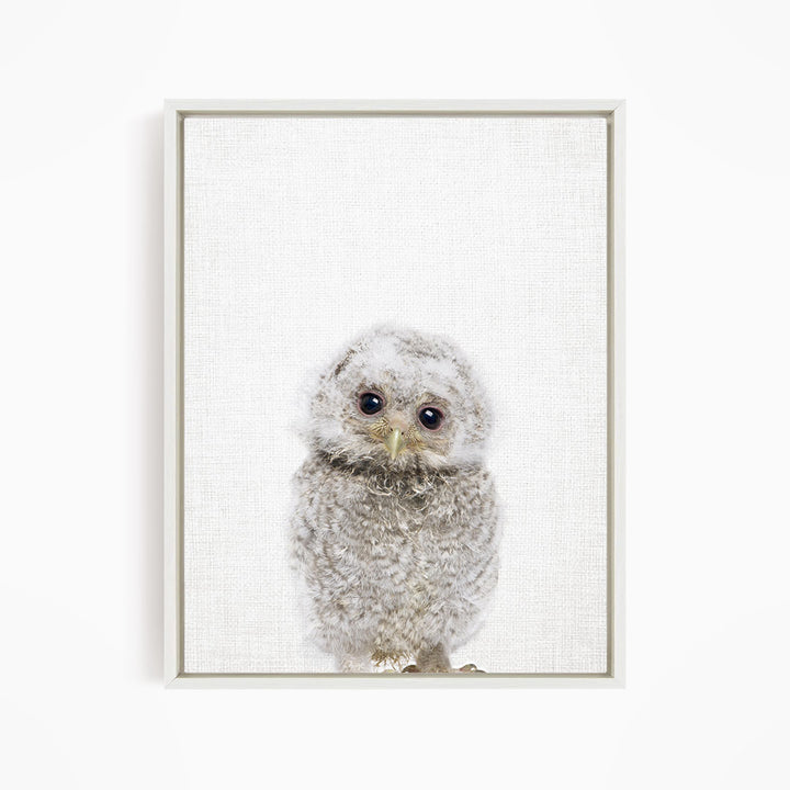 A framed photograph of a baby owl with large eyes and a fluffy, gray coat.