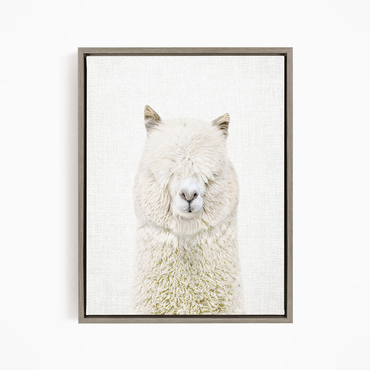 White Alpaca - Animal Portraits