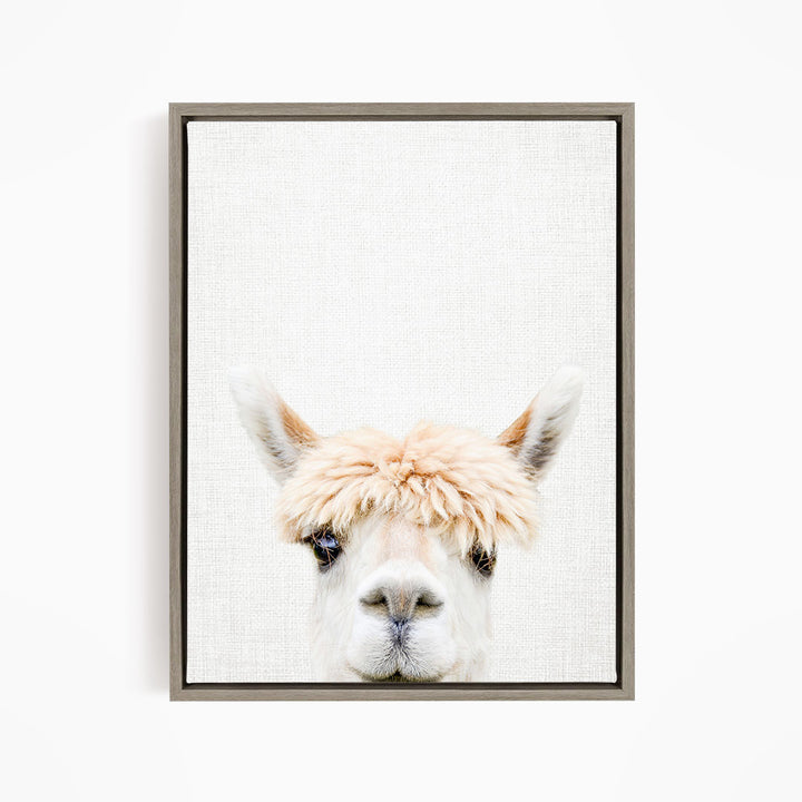 Alpaca Bangs - Animal Portraits