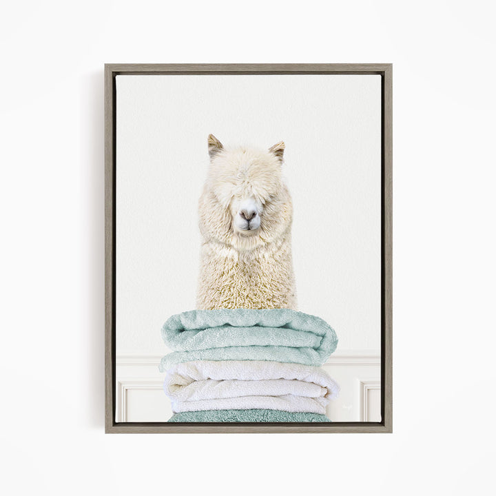 Alpaca on Folded Towels - Simple White Wall