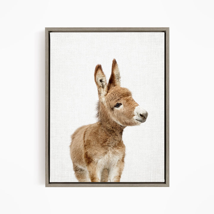 Baby Donkey - Animal Portraits