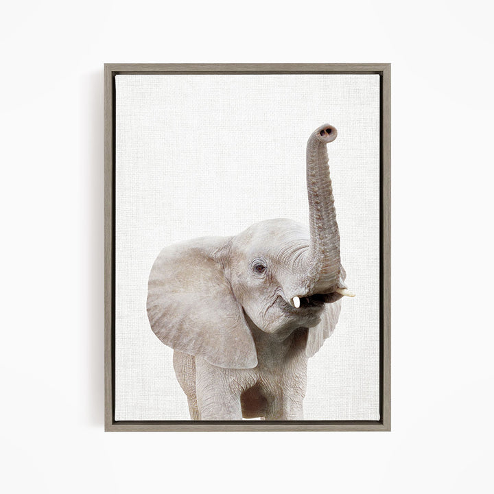 Baby Elephant - Animal Portraits