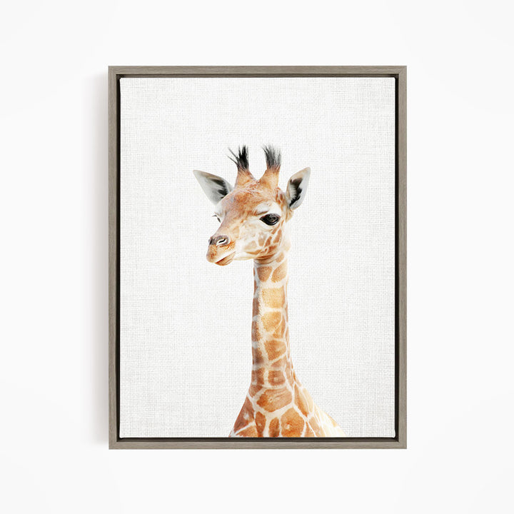 Baby Giraffe - Animal Portraits