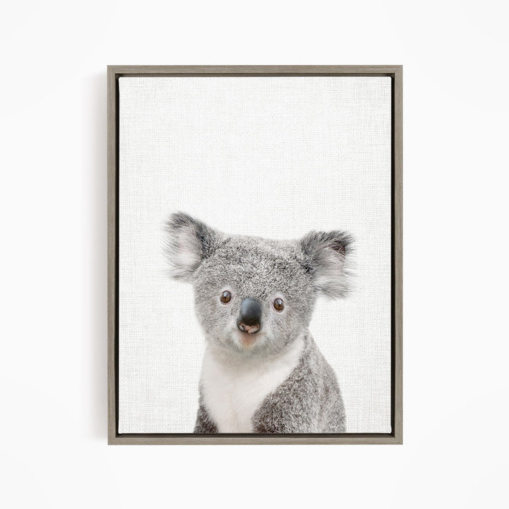 Baby Koala - Animal Portraits