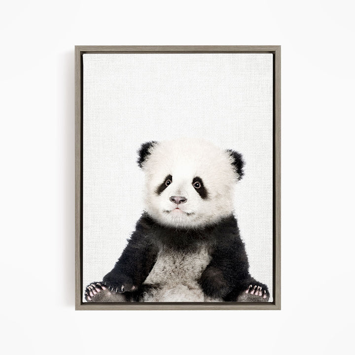 Baby Panda - Animal Portraits
