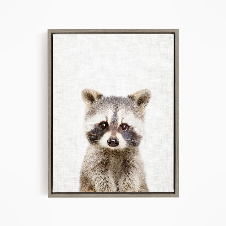 Baby Raccoon - Animal Portraits