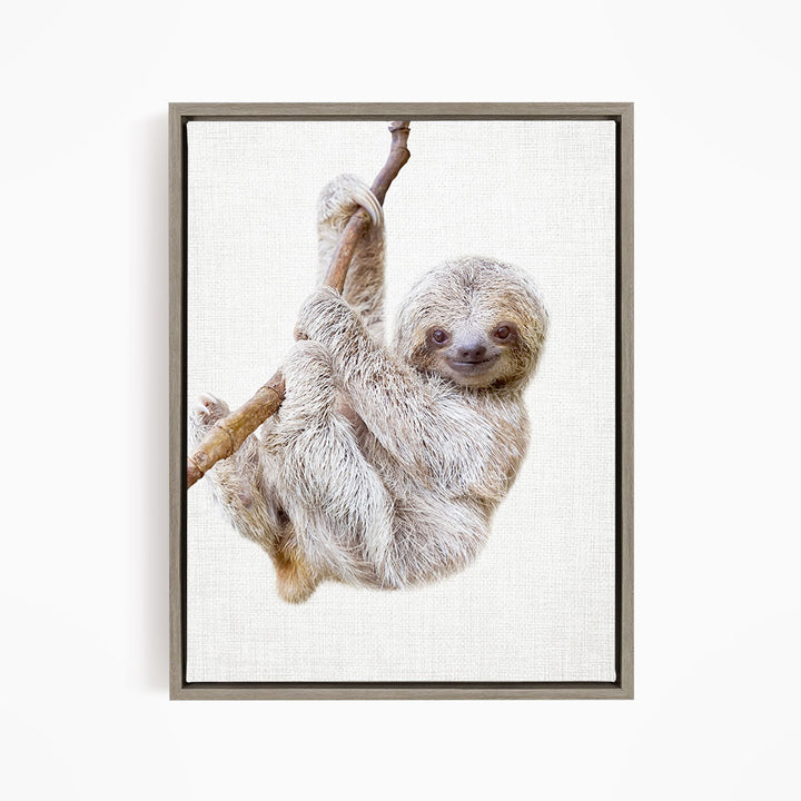 Baby Sloth Hanging Around - Animal Portraits