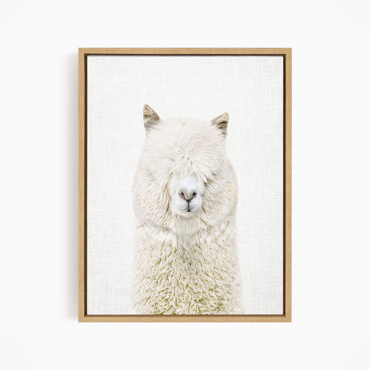 White Alpaca - Animal Portraits