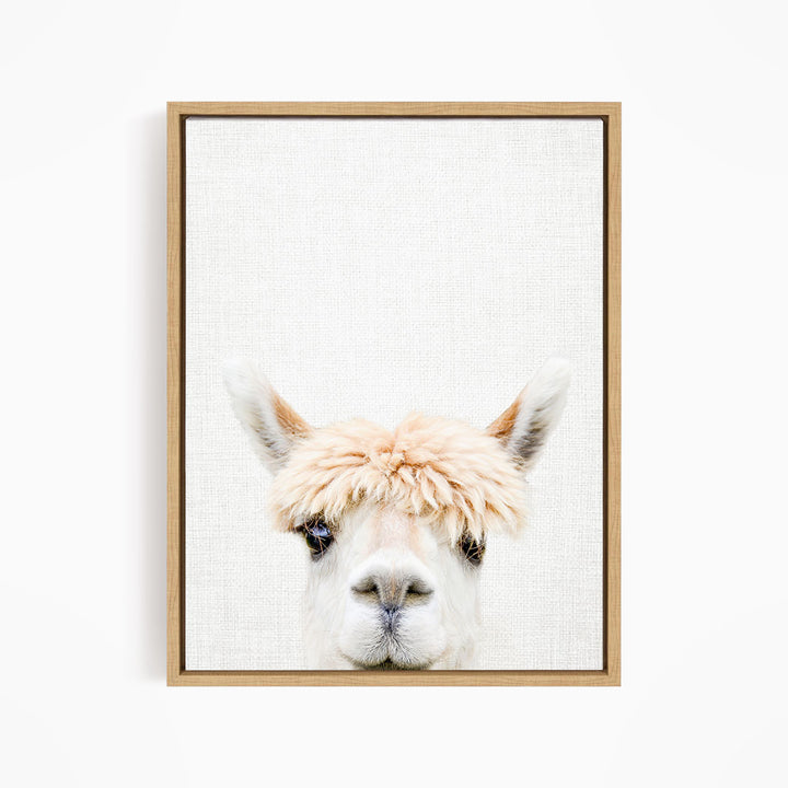 Alpaca Bangs - Animal Portraits