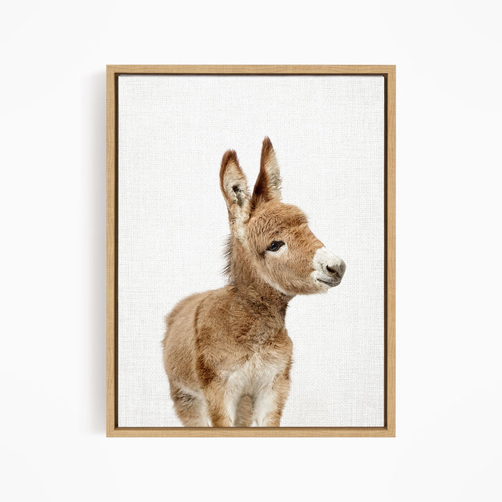 Baby Donkey - Animal Portraits