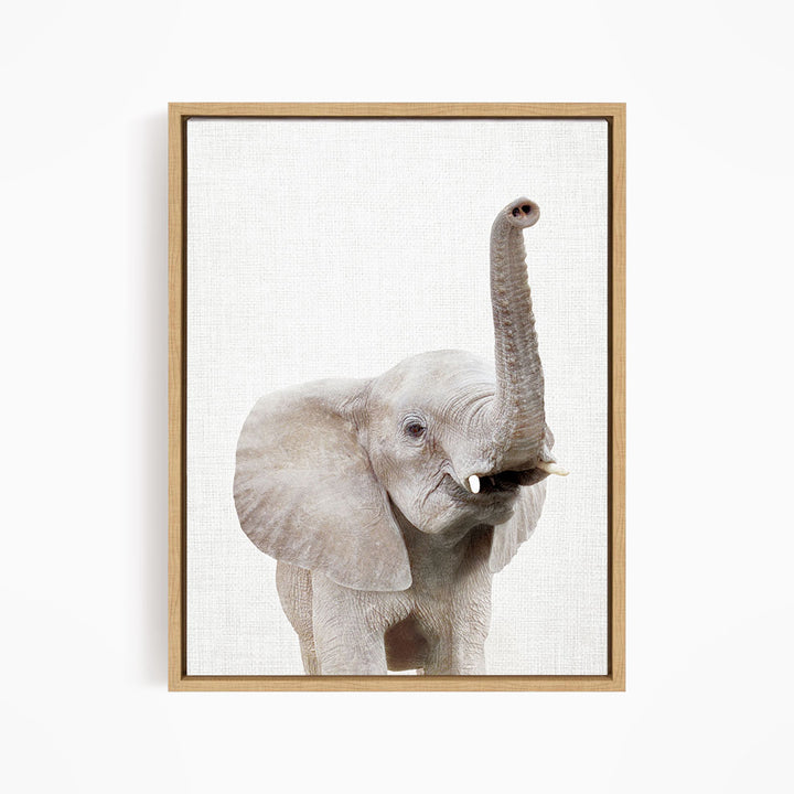 Baby Elephant - Animal Portraits