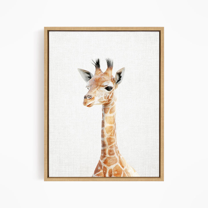 Baby Giraffe - Animal Portraits