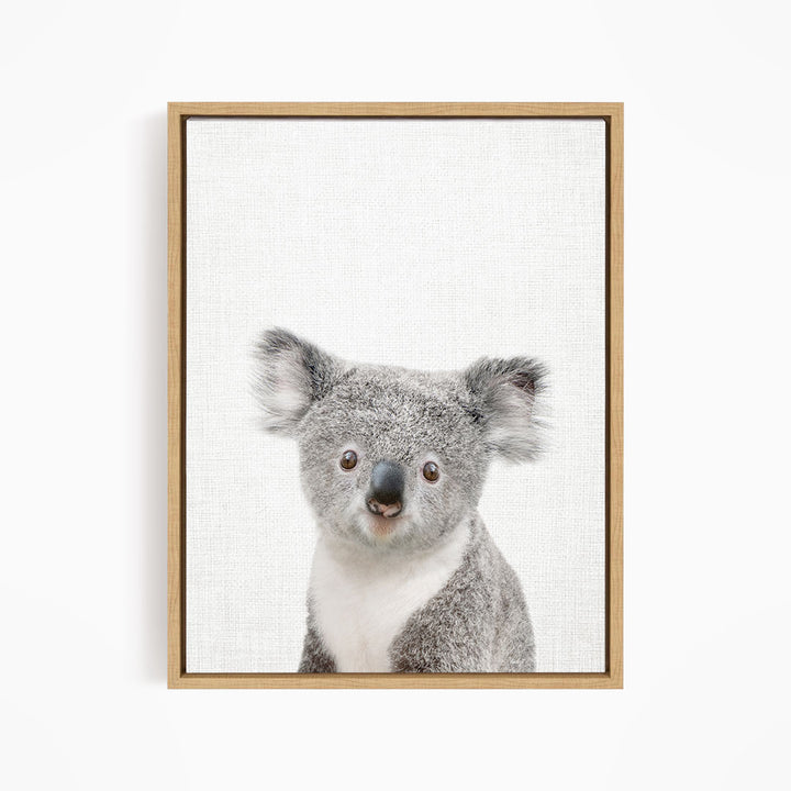 Baby Koala - Animal Portraits